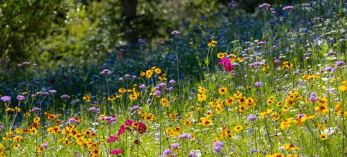 flowers in bloom